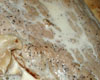 Escalope de Veau  la Crme