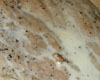 Escalope de Veau en Sauce