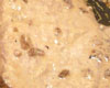 Escalope de Veau Sauce Crème