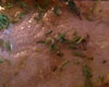Filet d'Agneau au Thym