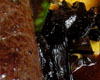 Filet de Biche aux Champignons