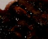 Filet de Biche aux Figues