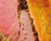 Filet de Biche en Brioche