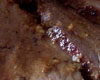 Filet de Biche Sauce Grand Veneur