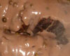 Filet de Biche Sauce Poivrade