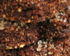Gateau de Noel Alsacien