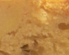 Gateau nature aux pommes
