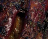 Gigot d'Agneau Confit