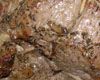 Gigot d'Agneau Four