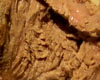 Gigot d'Agneau Gibier