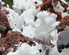 Ile flottante au chocolat
