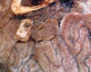 Jarret de Veau Brais  la Bire