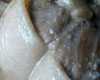 Paupiette de Veau Crme Fraiche