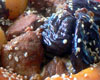 Porc aux Pruneaux et Carottes