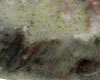Porc en Sauce Vin Blanc