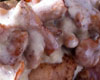 Ris de Veau aux Girolles
