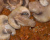 Roti de Boeuf en Croute de Champignons