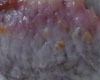 Rti de Porc au Lait de Coco