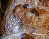 Roti de Veau en Papillote
