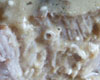 Rouelle de Porc Moelleuse