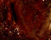 Souris d'Agneau Caramlises