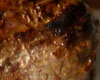 Steak d'Autruche Pommes
