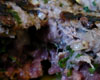 Tartare de Boeuf Thai