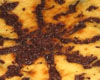 Tarte citron chocolat