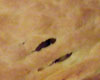 Tourte au Boeuf et Pomme de Terre