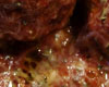 Veau Sauce Tomate